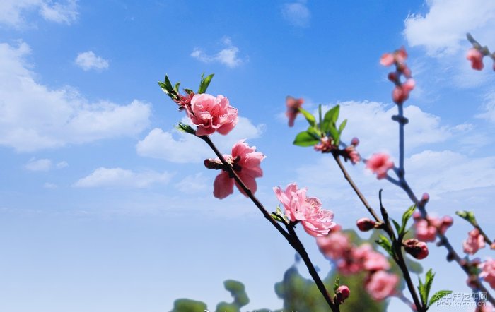 喜欢这张,希望能招桃花[嘻嘻]
