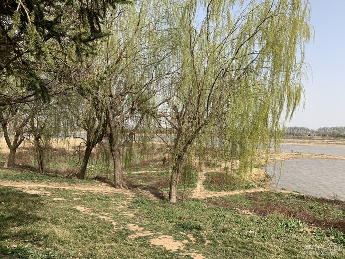 又回到河边柳树了