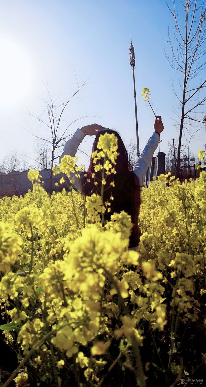 油菜花里搞自拍探影伴我行