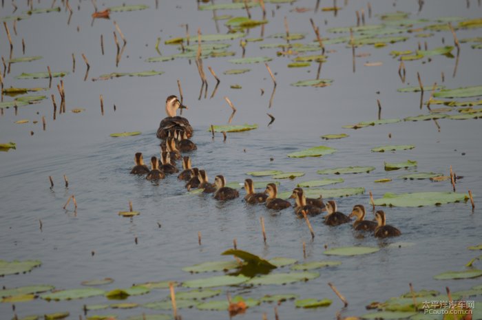 这张照片很有爱,一群小鸭排队下水