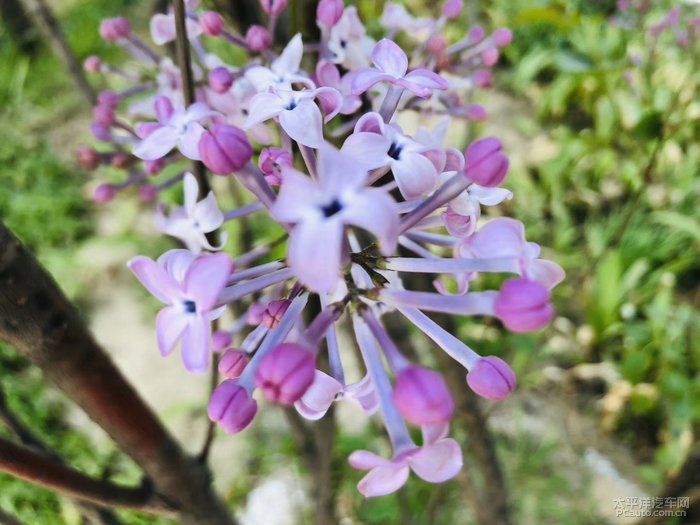 这个我认识,是丁香花