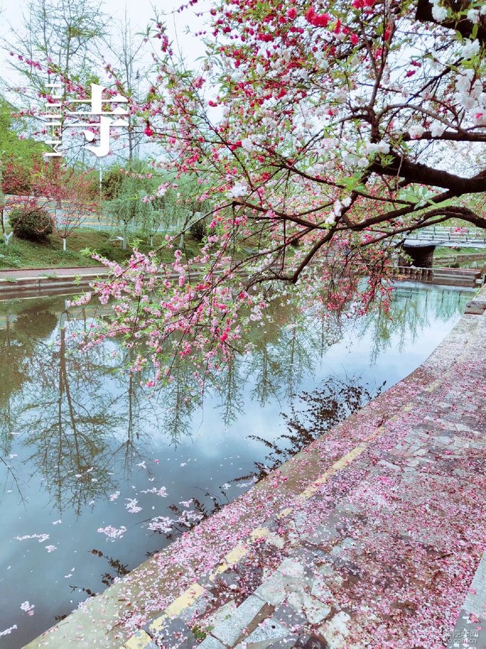 雨后徜徉三峡大学赏桃花美景