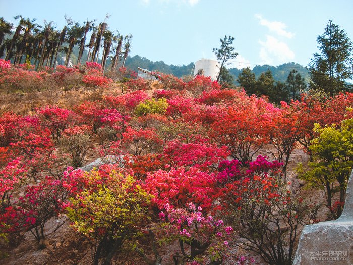 漫山遍野的映山红,自驾a3大观园里赏花记