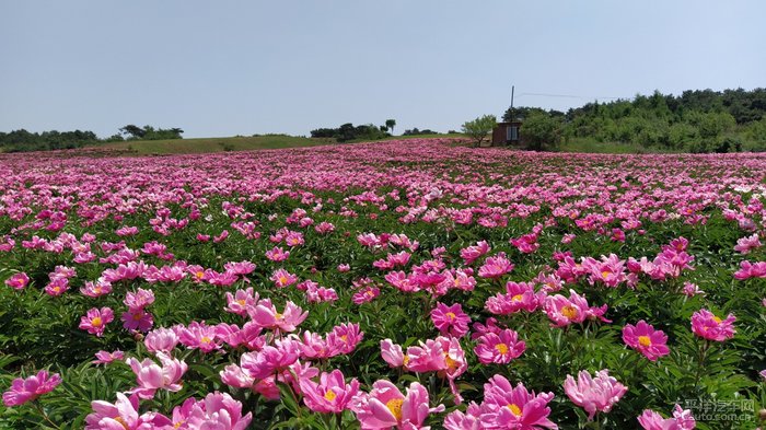 抚顺的那片芍药园