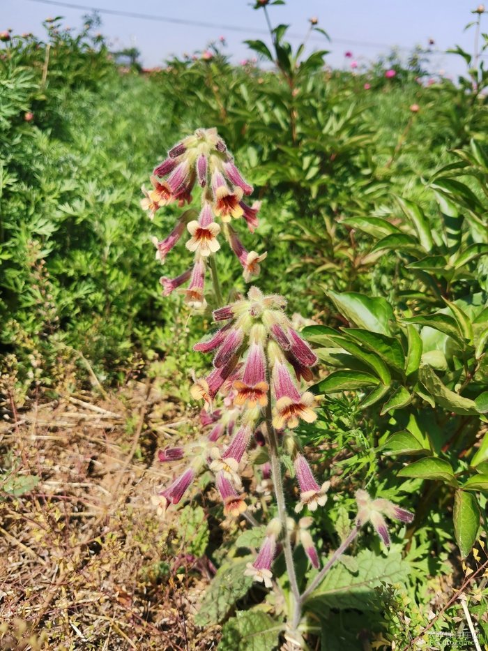 谁言芍药妖无格引得游人醉丰李记自驾赏芍药