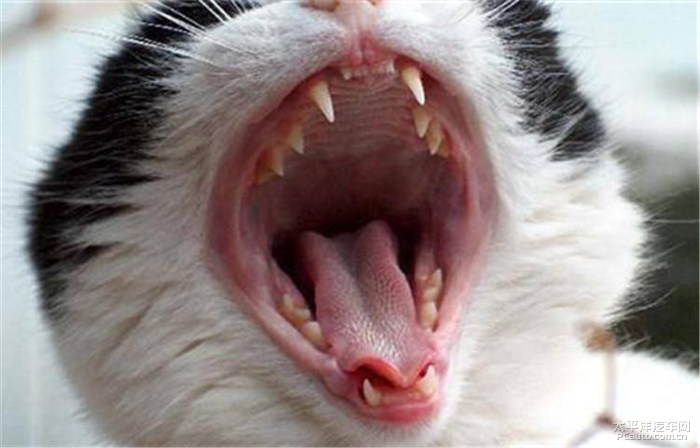 猫咪牙齿护理笔记