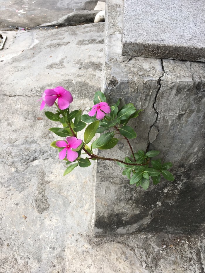 生长在都市水泥夹缝中的小花跟踪报道