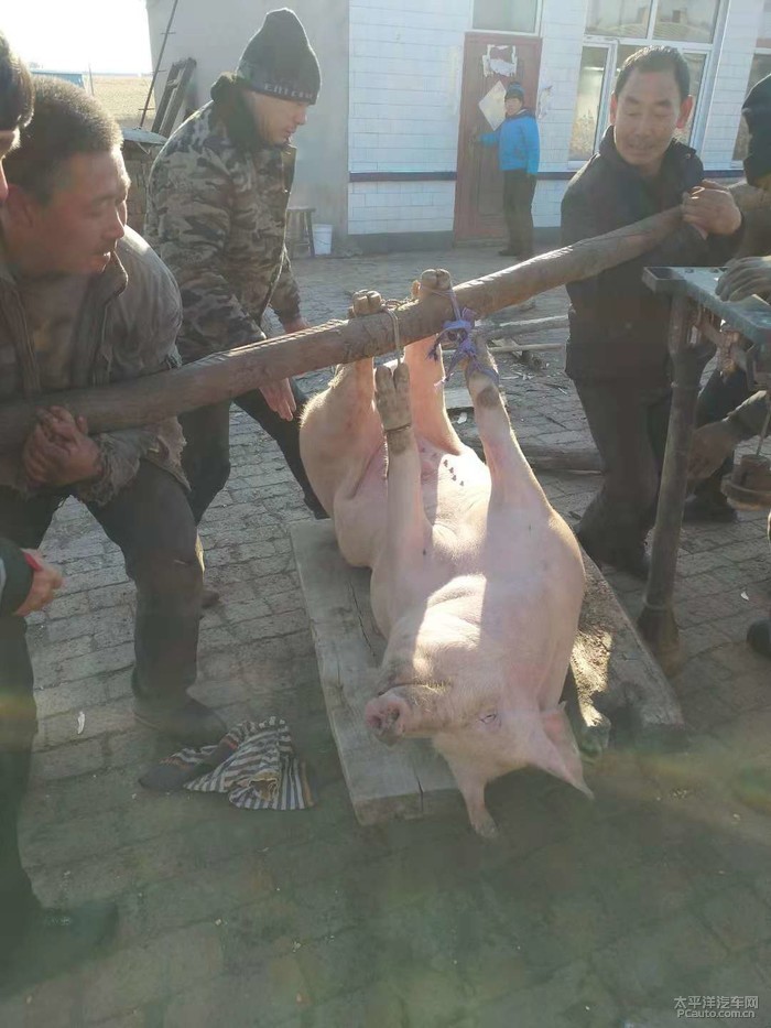 【黑龙江cs 家族】小五带我追溯品尝最原始杀年猪–杀猪菜.