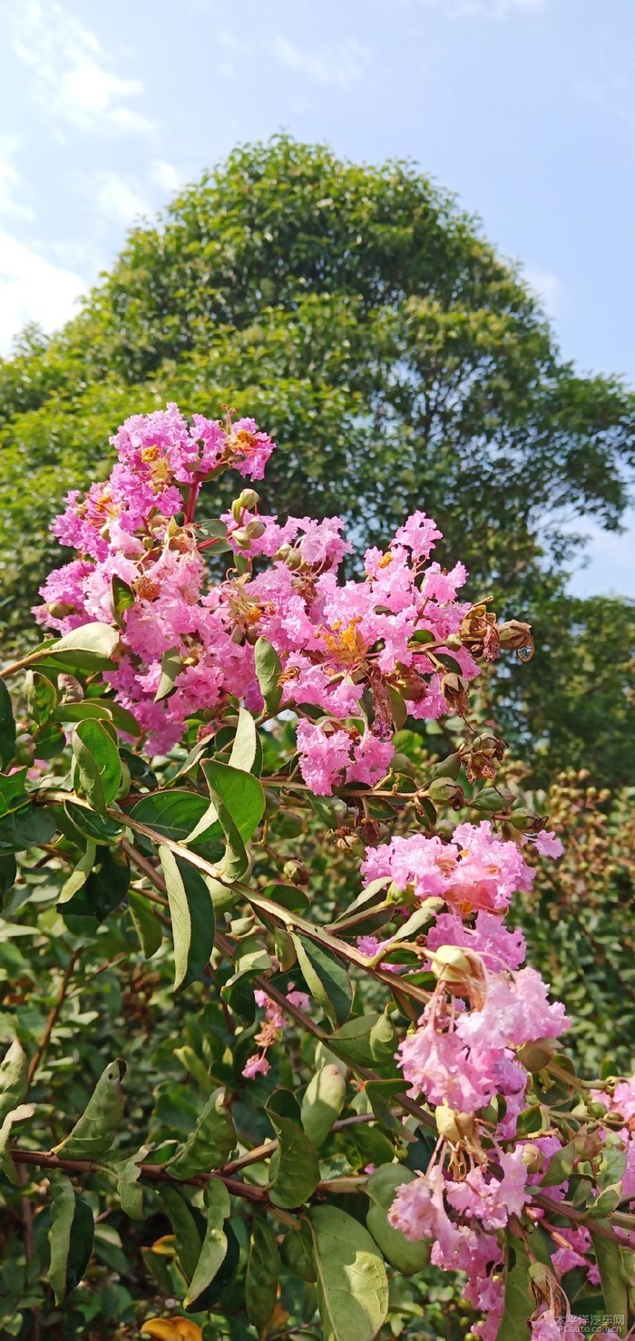 紫薇,又叫痒痒花,痒痒树,紫金花,紫兰花,蚊子花,西洋水杨梅,百日红等.