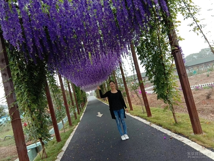 宝骏530带我游桃江印象花海
