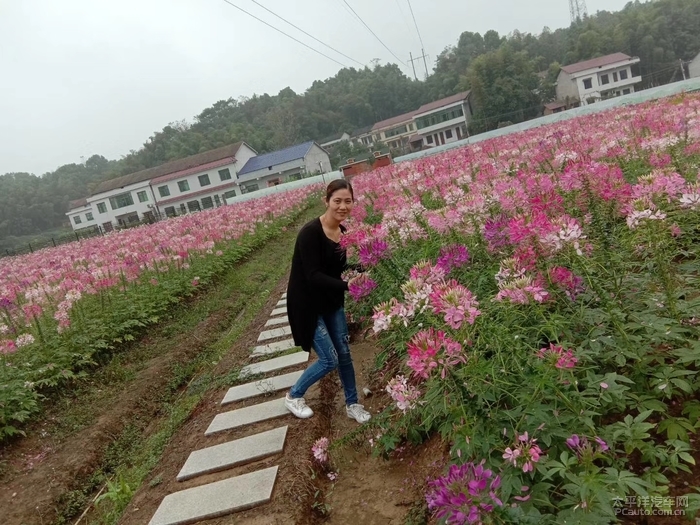 宝骏530带我游桃江印象花海