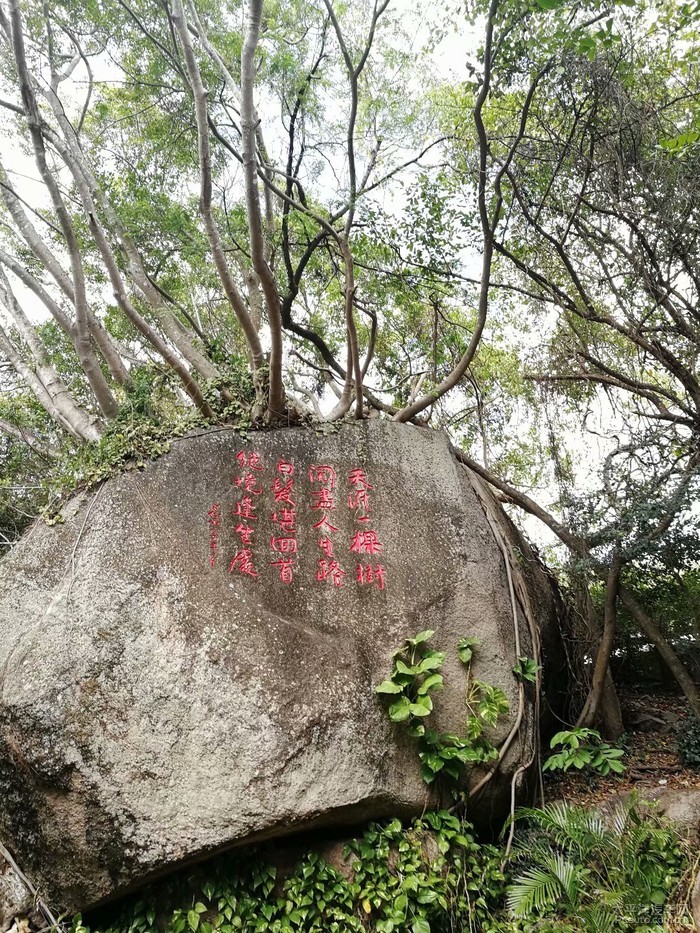 天涯一棵树,问尽人生路.白发堪回首,绝境逢生处.