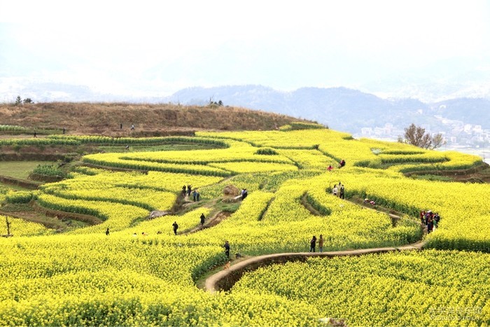 另外,兑垟村梯田油菜花看点足足.