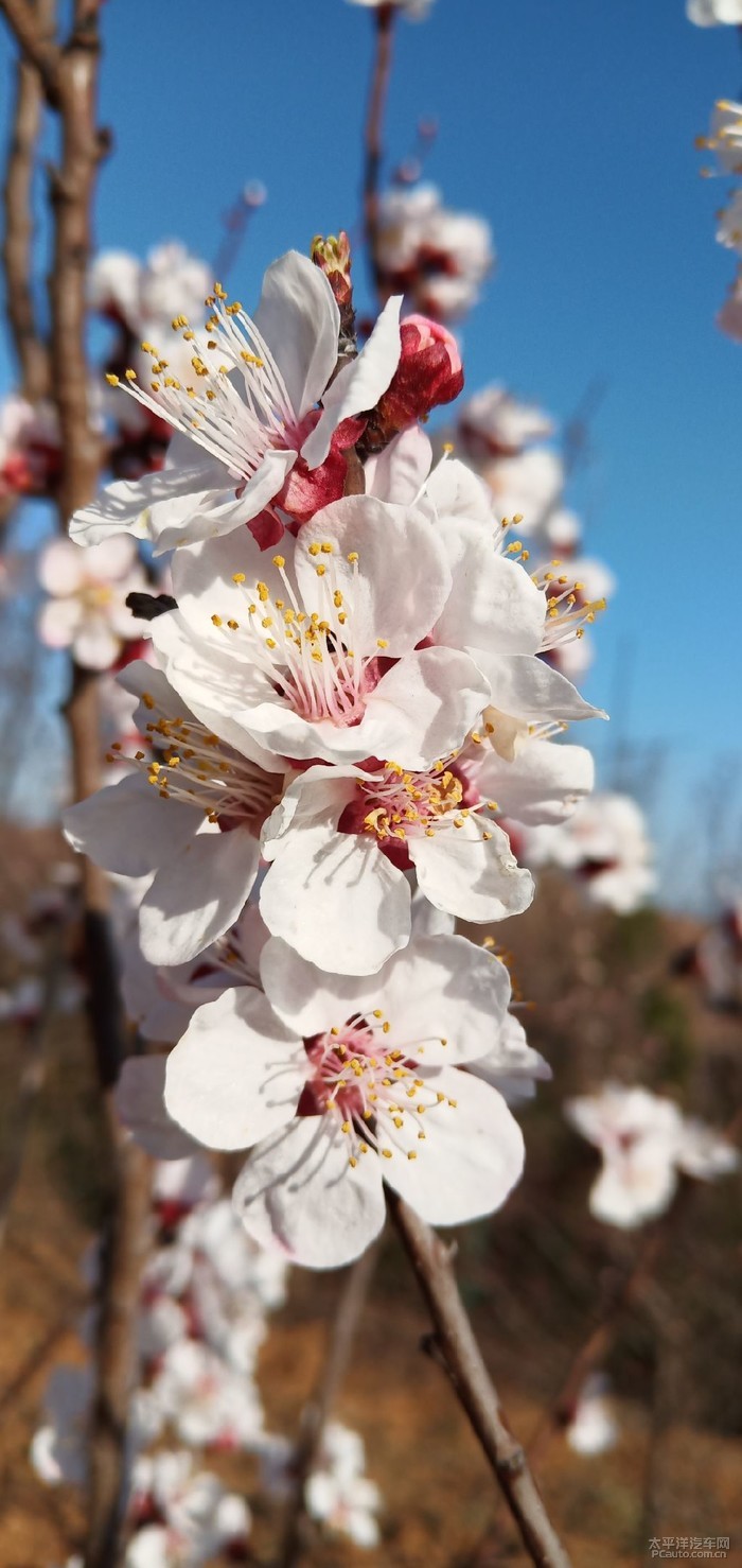 又是一年赏花季～摄友一族的纯摄影之杏花林里拍杏花