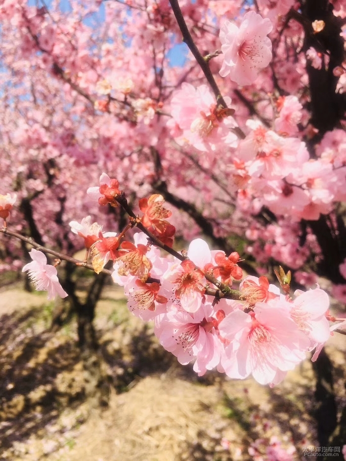 桃花春色暖先开 明媚谁人不看来--阳澄湖踏青