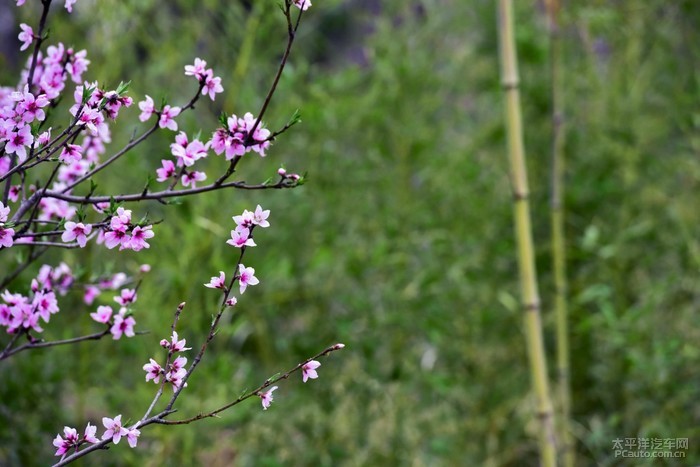 竹外桃花三两枝, 林间春早鸟先知.