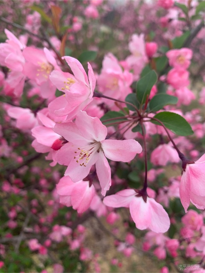 合肥三十岗桃溪桃花节一日游记