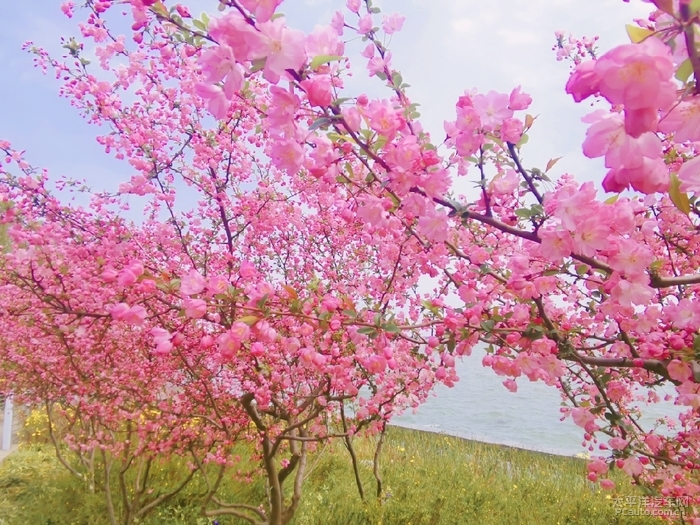 人间三月芳菲尽 山寺桃花始盛开——桃花美景配佳人(一)