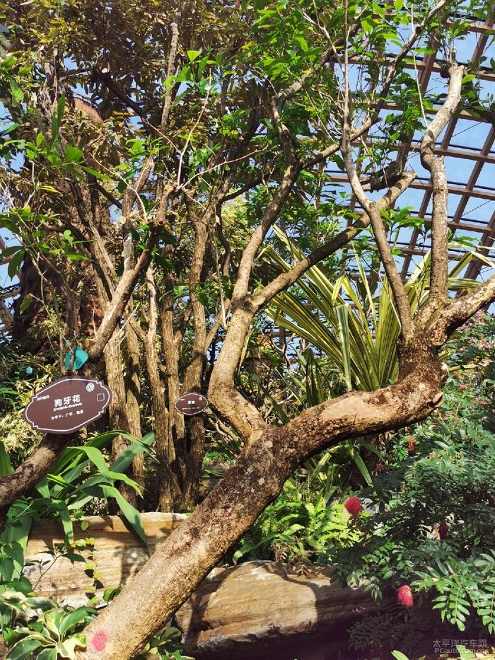 太原植物园热带植物馆游记续