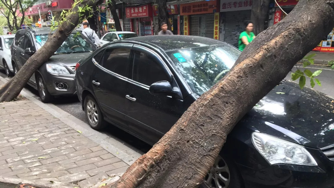 台风“山竹”刮倒树木，压坏了车辆谁来赔偿？