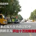 宠物犬未拴绳被车撞死，狗主人锁车+索赔10万！合理？