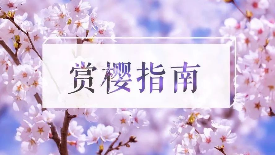 櫻雨?duì)€漫時(shí) | 國(guó)內(nèi)賞櫻路線(xiàn)指南