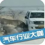 野獸和汽車相撞哪個更厲害？畫面太美不敢看