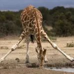 站得再高也得低头喝水，吉利说要做下盘扎实的长颈鹿