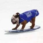 下雪旺季，连狗狗都玩滑板了 | 轻松DA周末