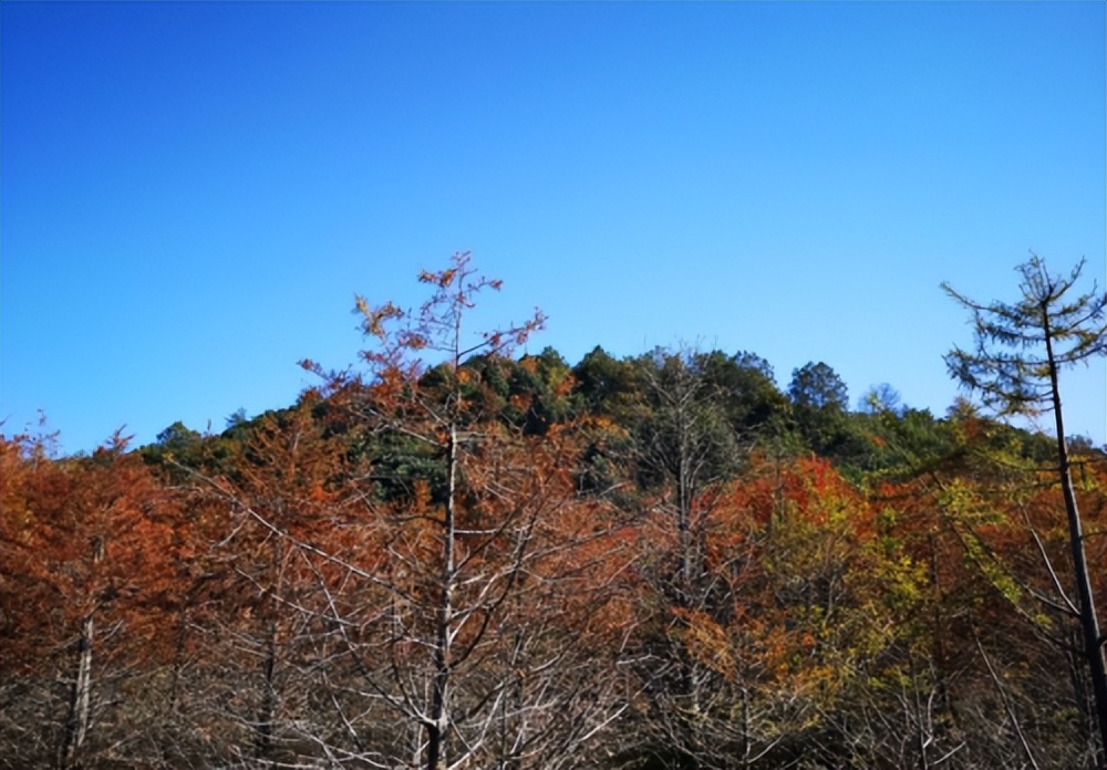 林韵山居,居山有林韵