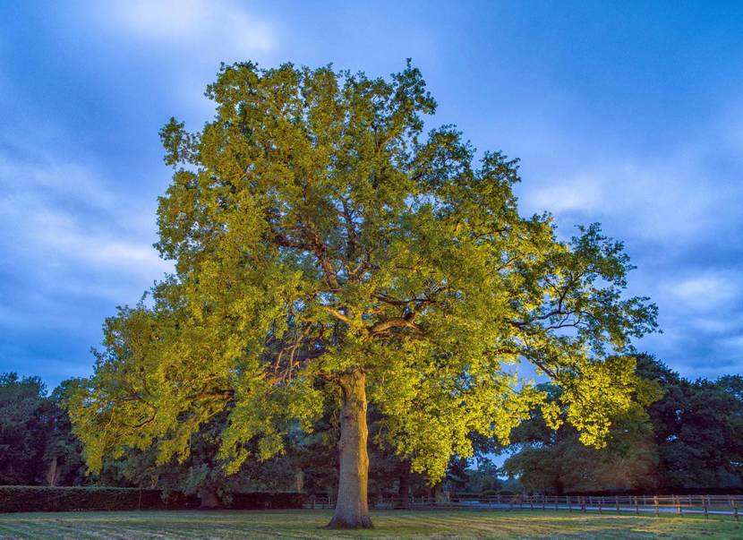 艾德恩·霍马克先生最钟爱橡树被收录于摄影师Adrian Houston创作的A Portrait of the Tree作品集之中.jpg
