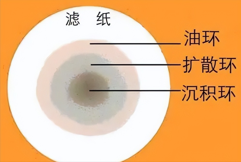 滤纸片法测定抑菌效果图片