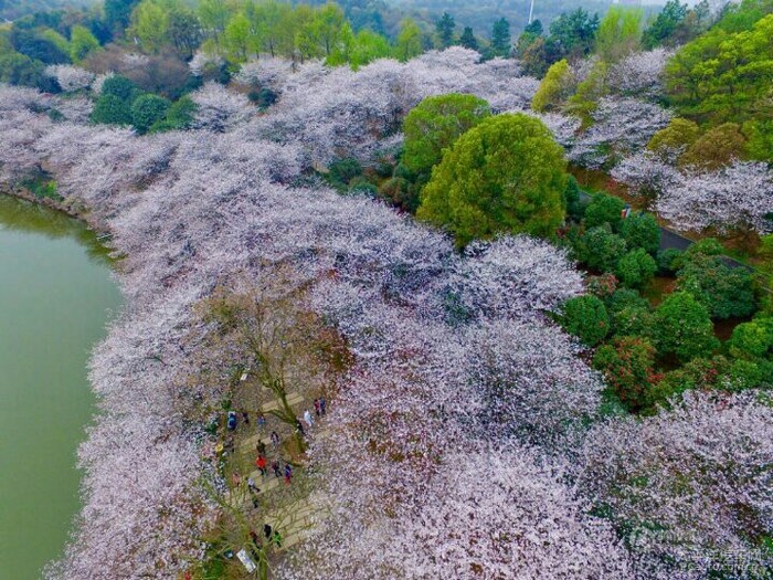 芜湖十里江湾公园樱花图片