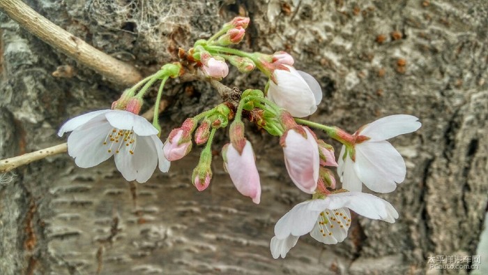 樱花黎花