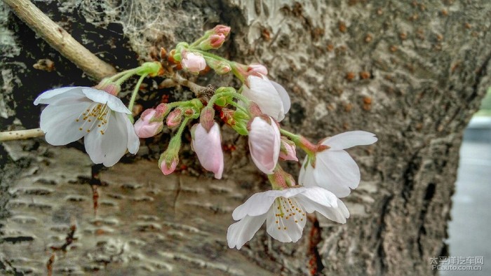 樱花黎花