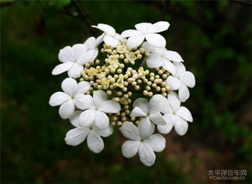 赏花赏春是这个季节最美的的事情长沙紫凤公园紫琼花真心漂亮