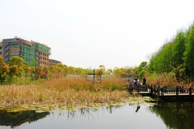 上海吳淞炮臺灣溼地森林公園隨拍