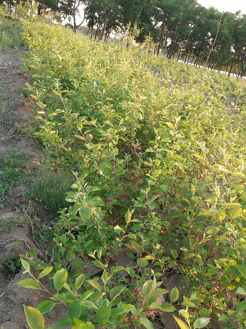 小小的沙果樹第一年開花,看樣子秋天我可以來吃沙果了