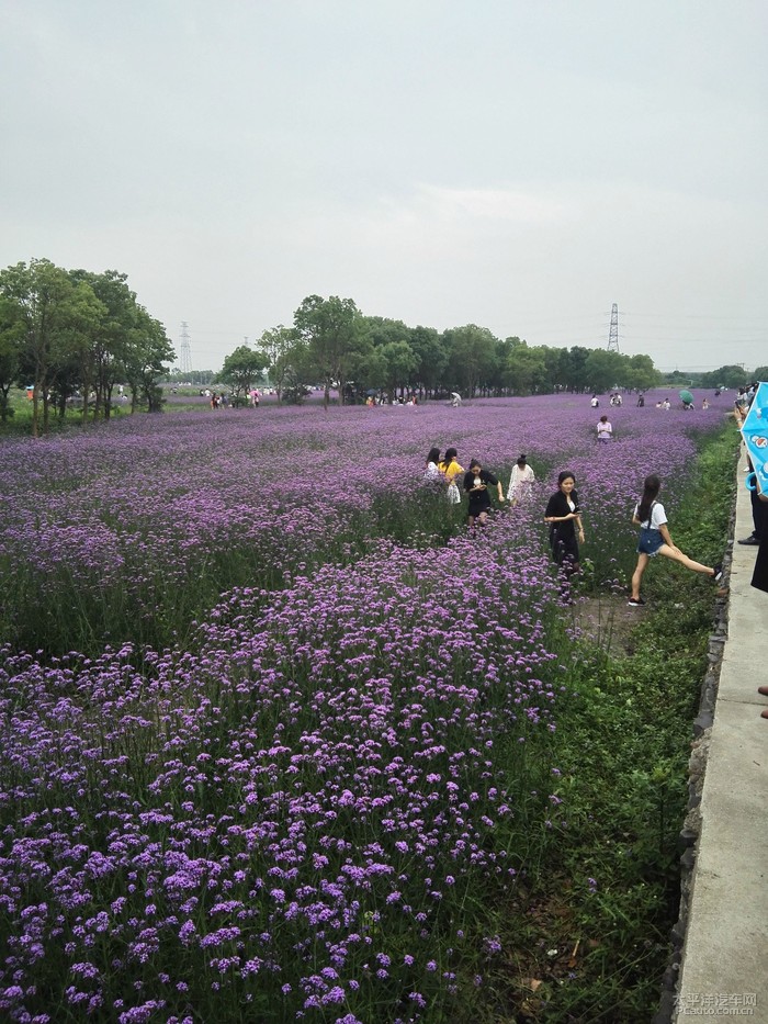 寧波cs75車友會029驀然醉美花海之蓀湖花海行