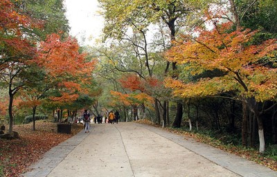 满山秋色关不住,栖霞山之旅