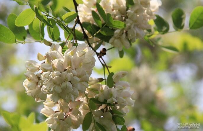 五月槐花香暢遊孤島槐花林