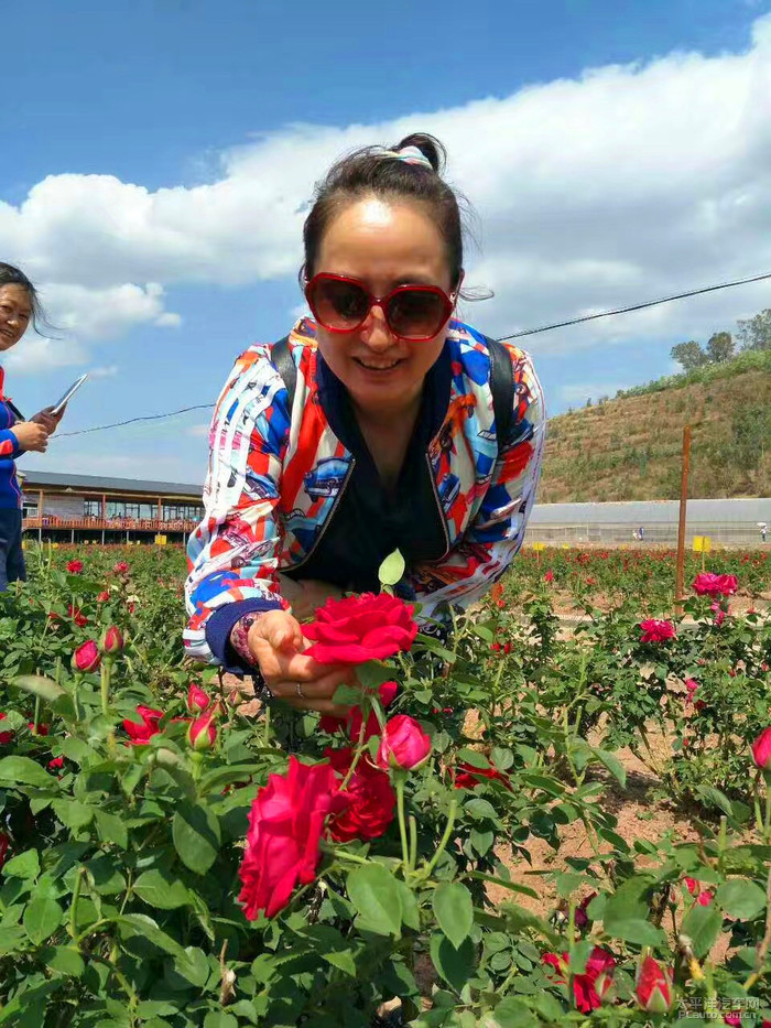 姚安一枝花人图片图片