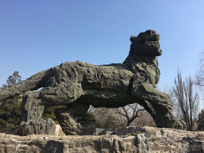 2022北京动物园狮虎山图片