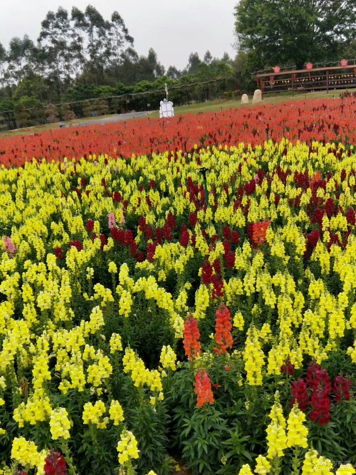 回憶錄之遊惠州溫泉 花海