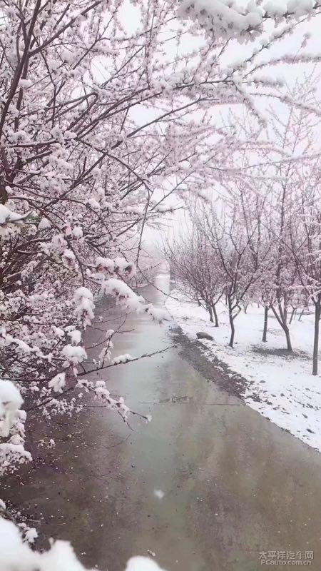 【申请精华】四月的北京下雪了,真是熬过了冬
