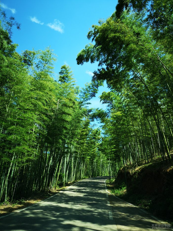 风吹竹海图片