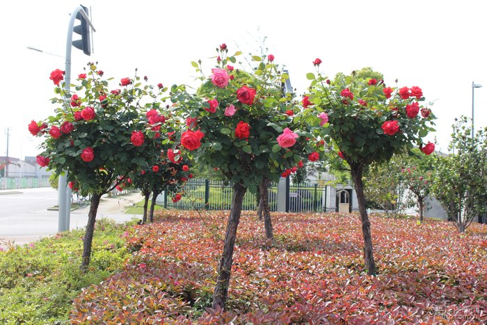 西漳公園裡月季花盛開了