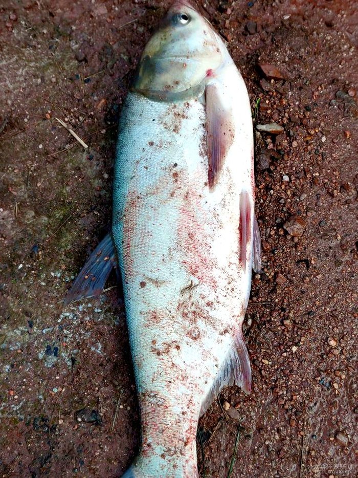 白滚鲢鱼图片