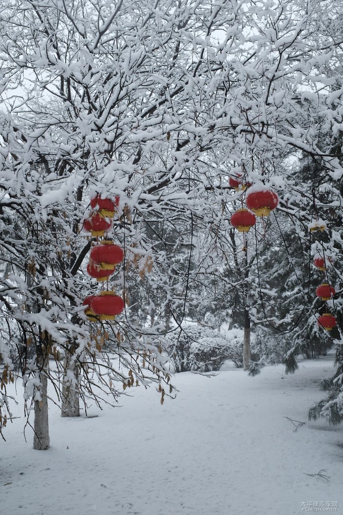 洁白的雪和鲜红的灯笼是绝配!