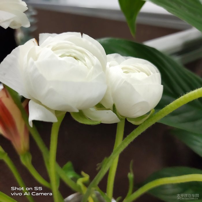 白色芹叶牡丹图片图片
